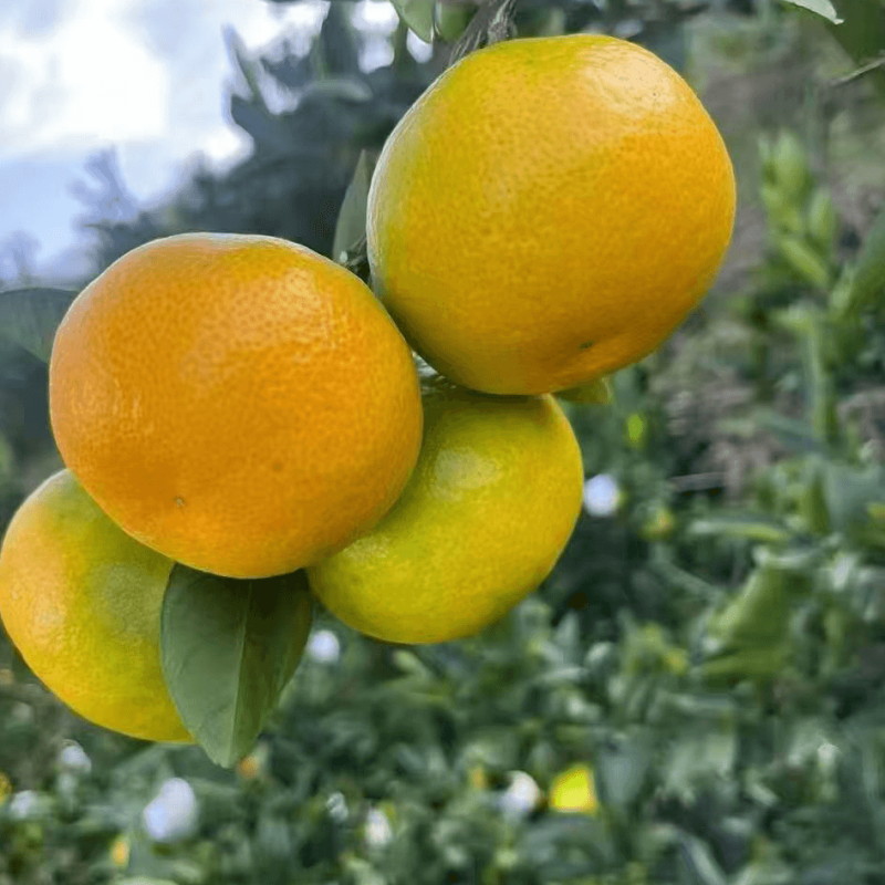 郴州东江湖的蜜桔